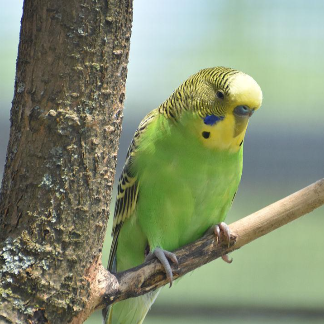 已训话混血大头带技能互动原始绿虎皮鹦鹉（乖巧可教说话）