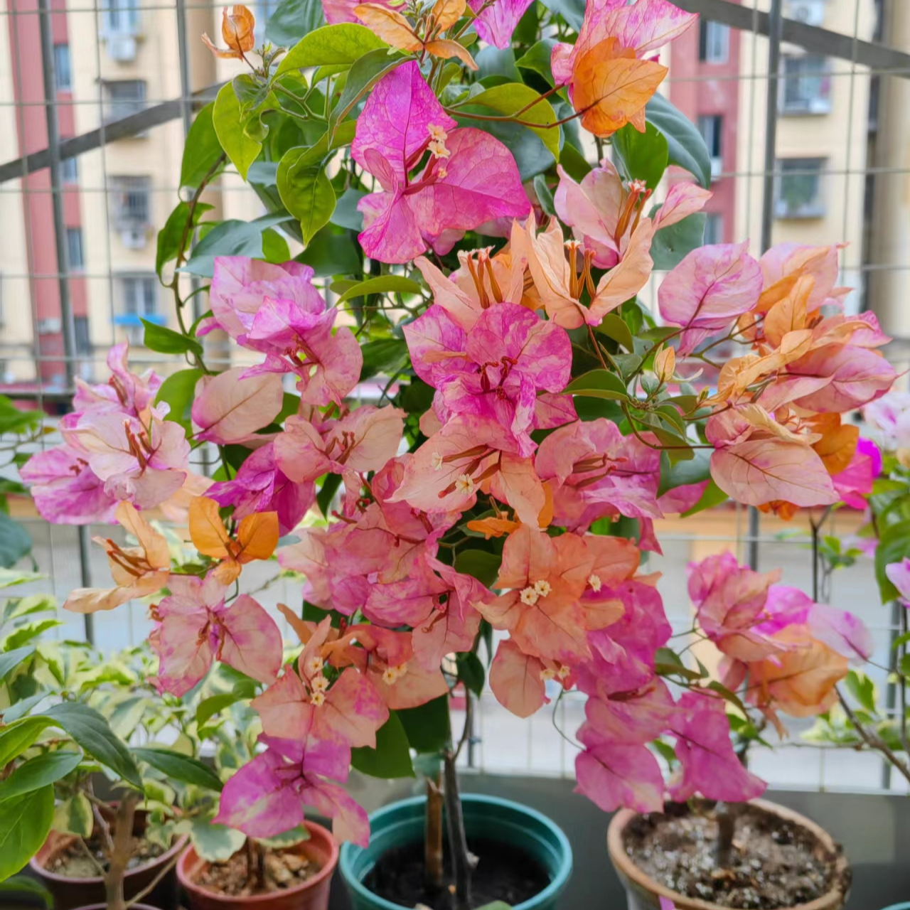 三角梅品种原生三角梅四季开花庭院爬藤勤花