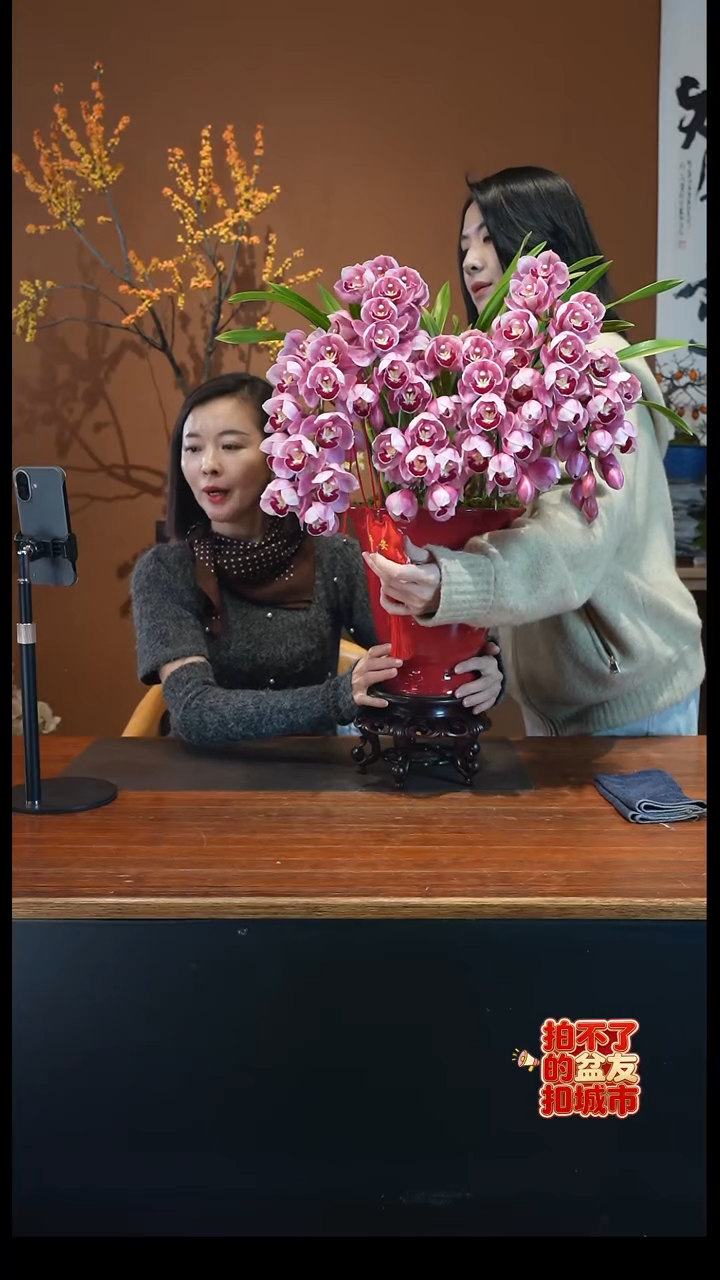 全部花朵小紫垂兰红盆景盆景