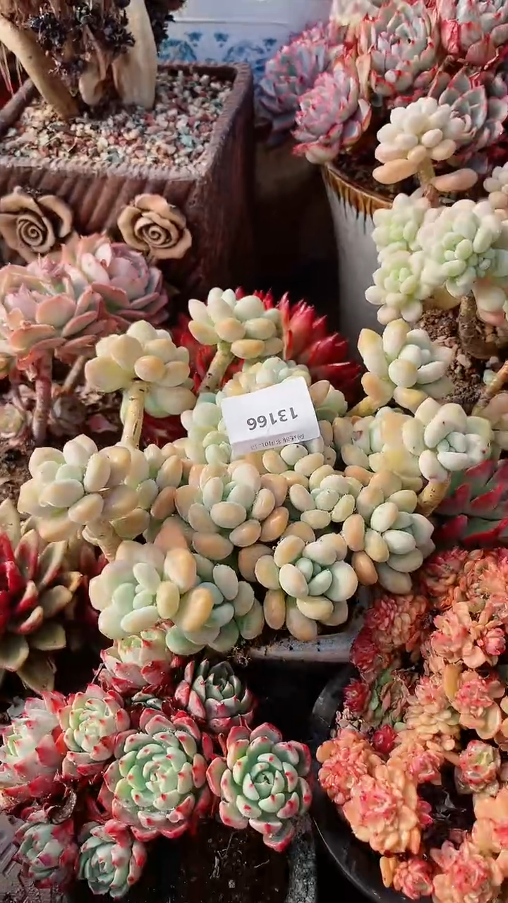 【闪购商品】13166