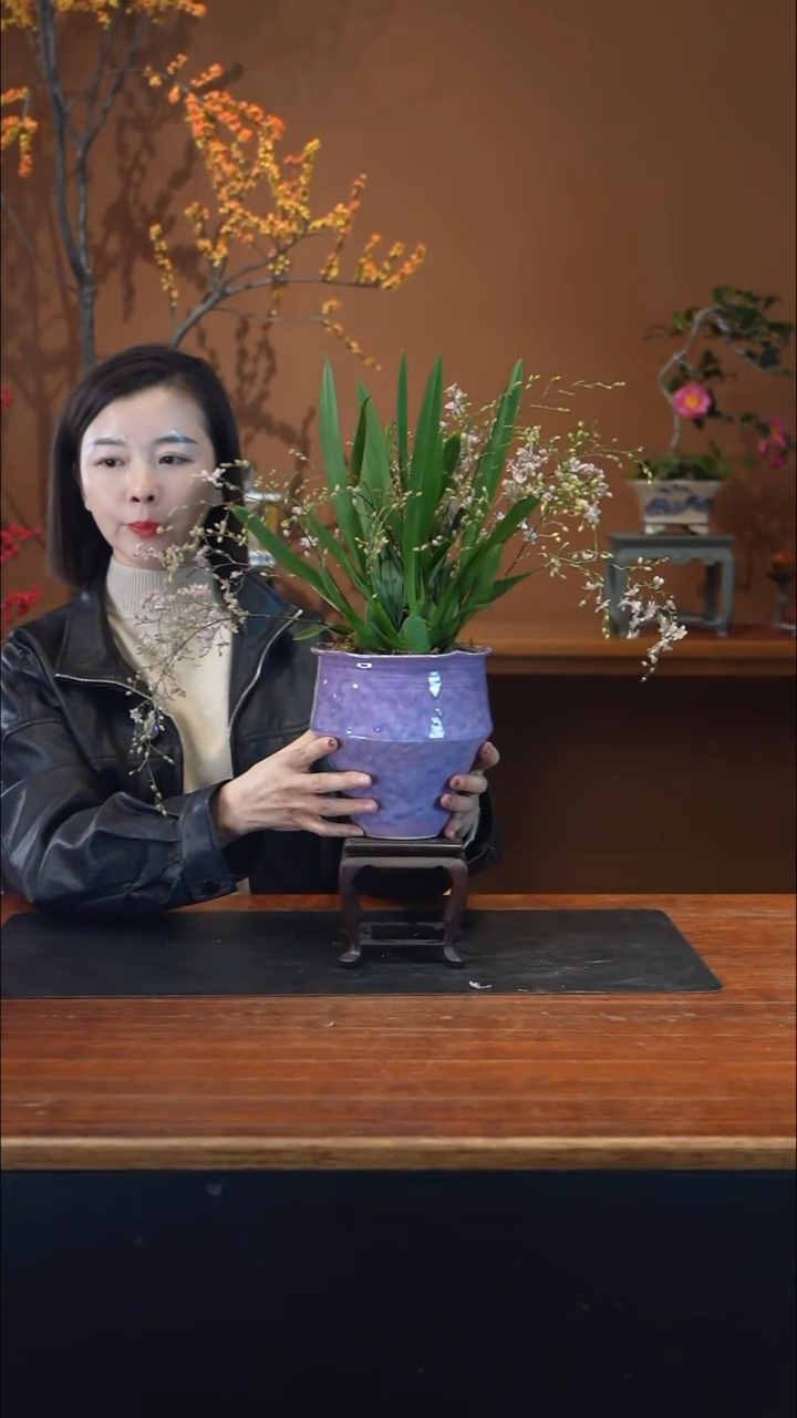 全部花朵梦香兰紫盆