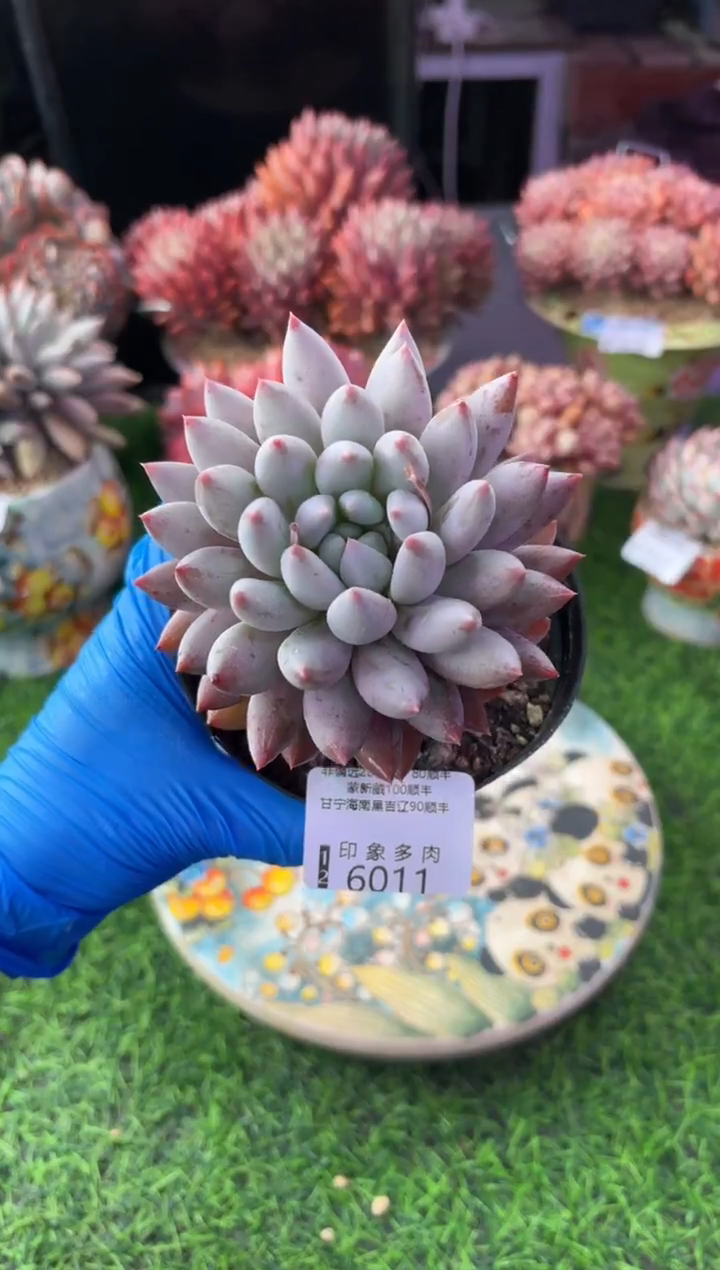 昆明印象多肉6011