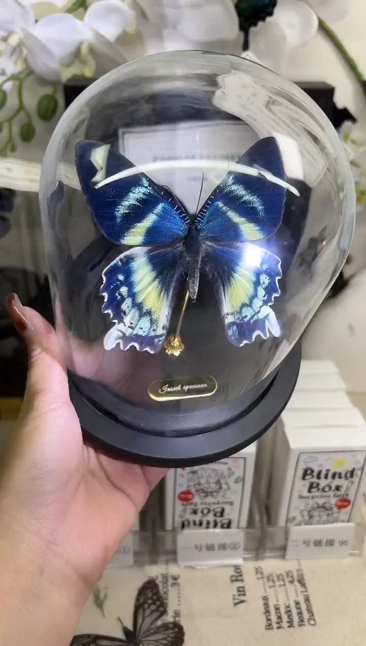 有机玻璃玻璃球蛾子标本