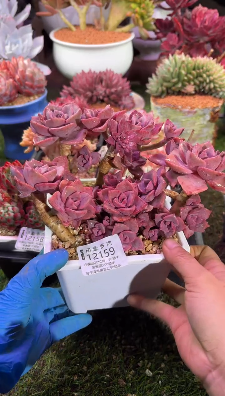 【闪购商品】12159