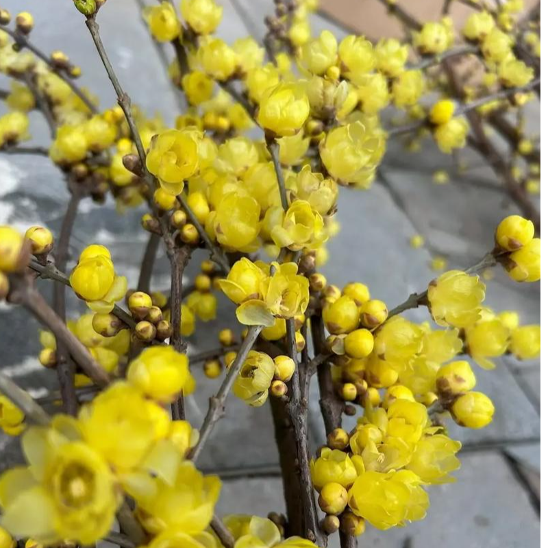 素心浓香腊梅