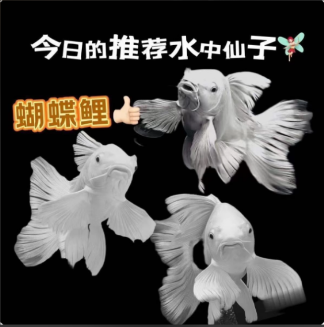 精品蝴蝶鲤台系白色(普身)观赏鱼10-13厘米