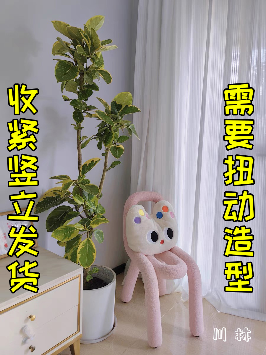 黄金富贵榕室内大型绿植盆景盆栽植物净化空气阳台民宿办公室原盆