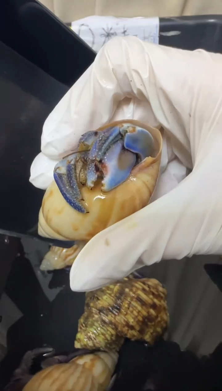 紫陆寄居蟹蓝色竞拍