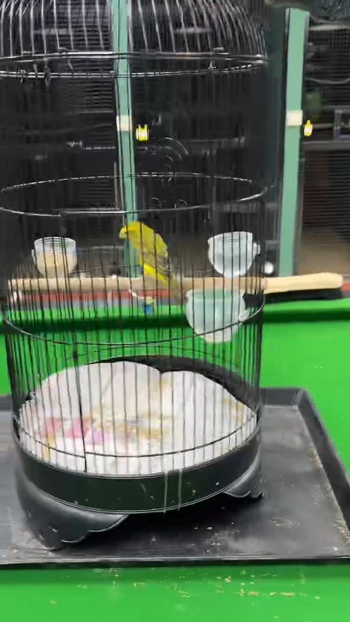 1号大金黄养笼0元起拍