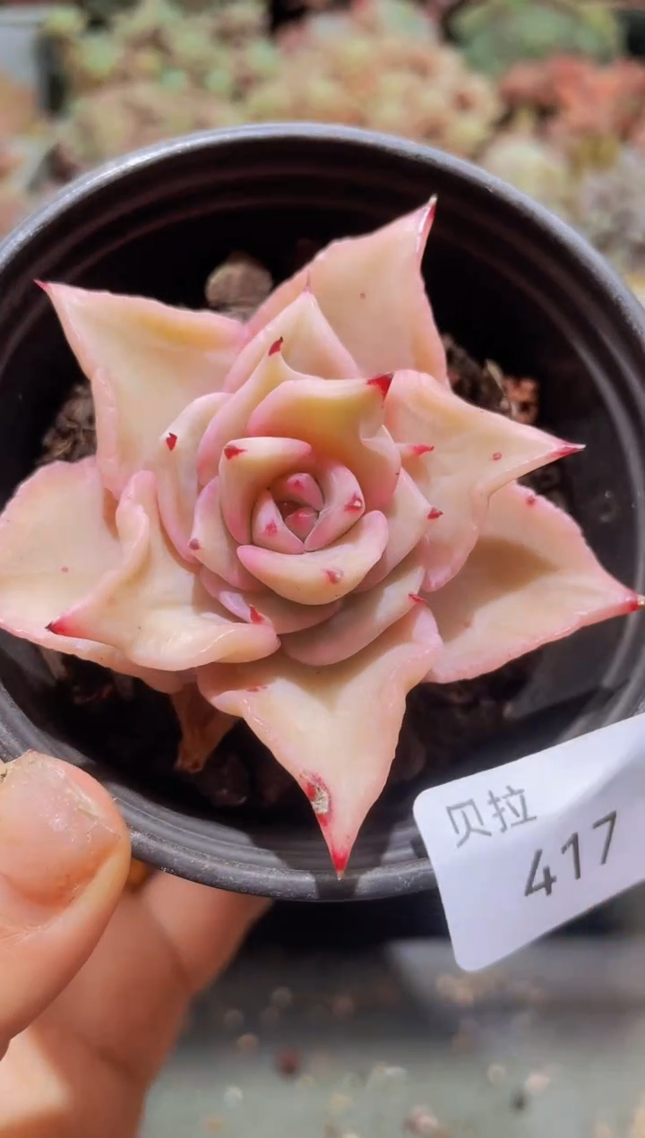 【闪购商品】417饺子皮