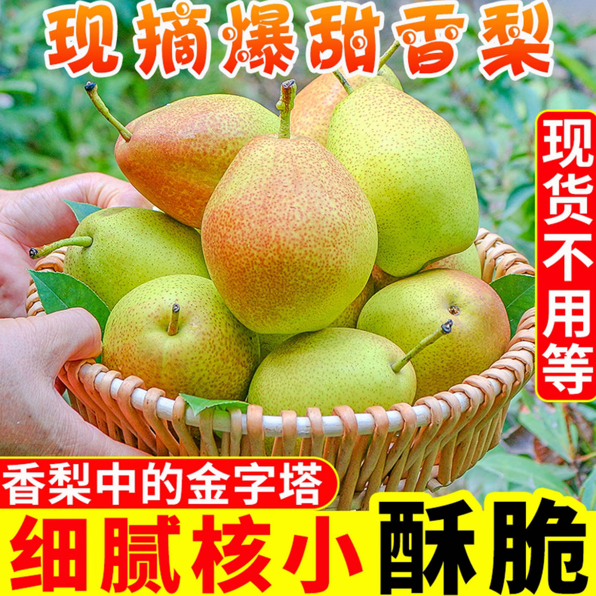 【带箱3斤】红香酥梨梨子新鲜水果当应季整箱香梨包邮应季