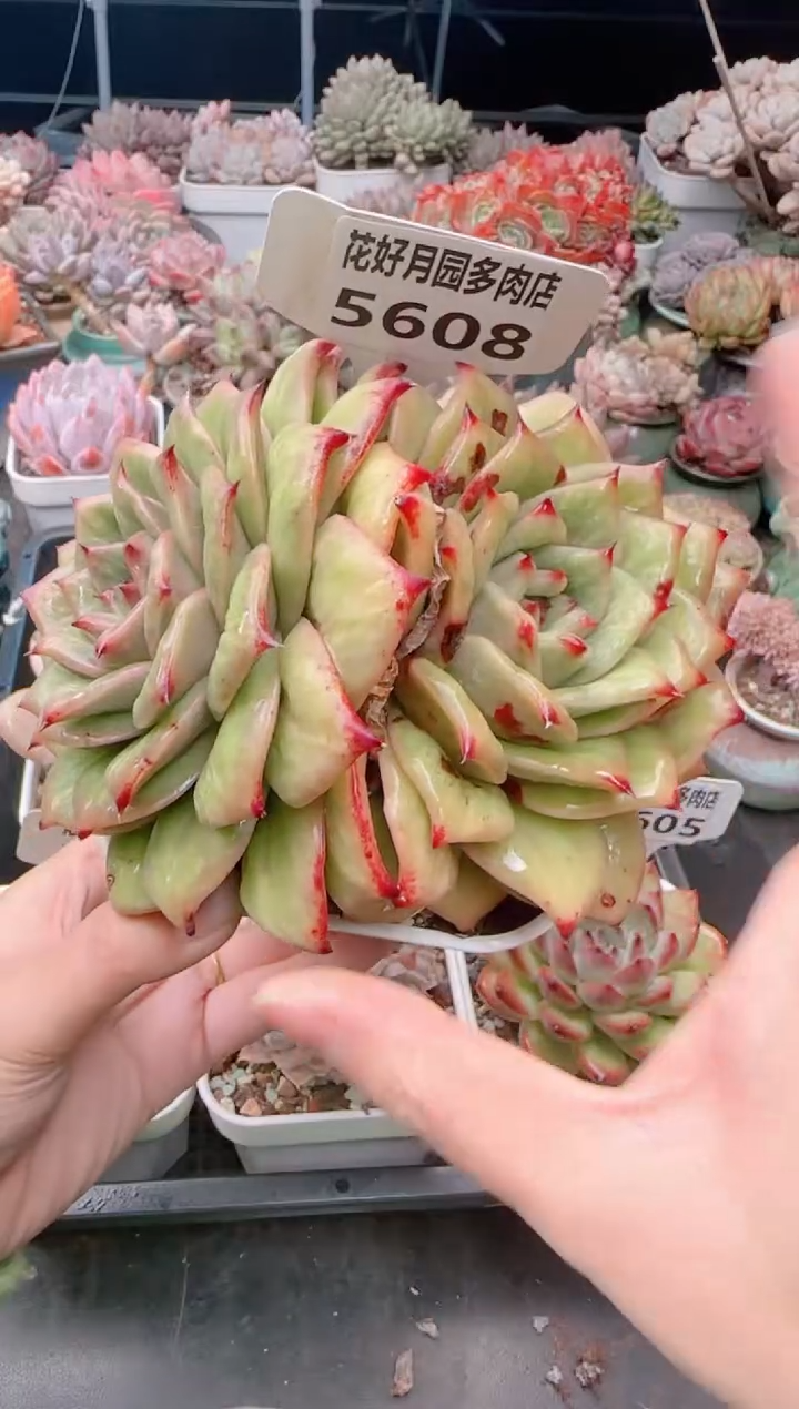 【闪购商品】5608.