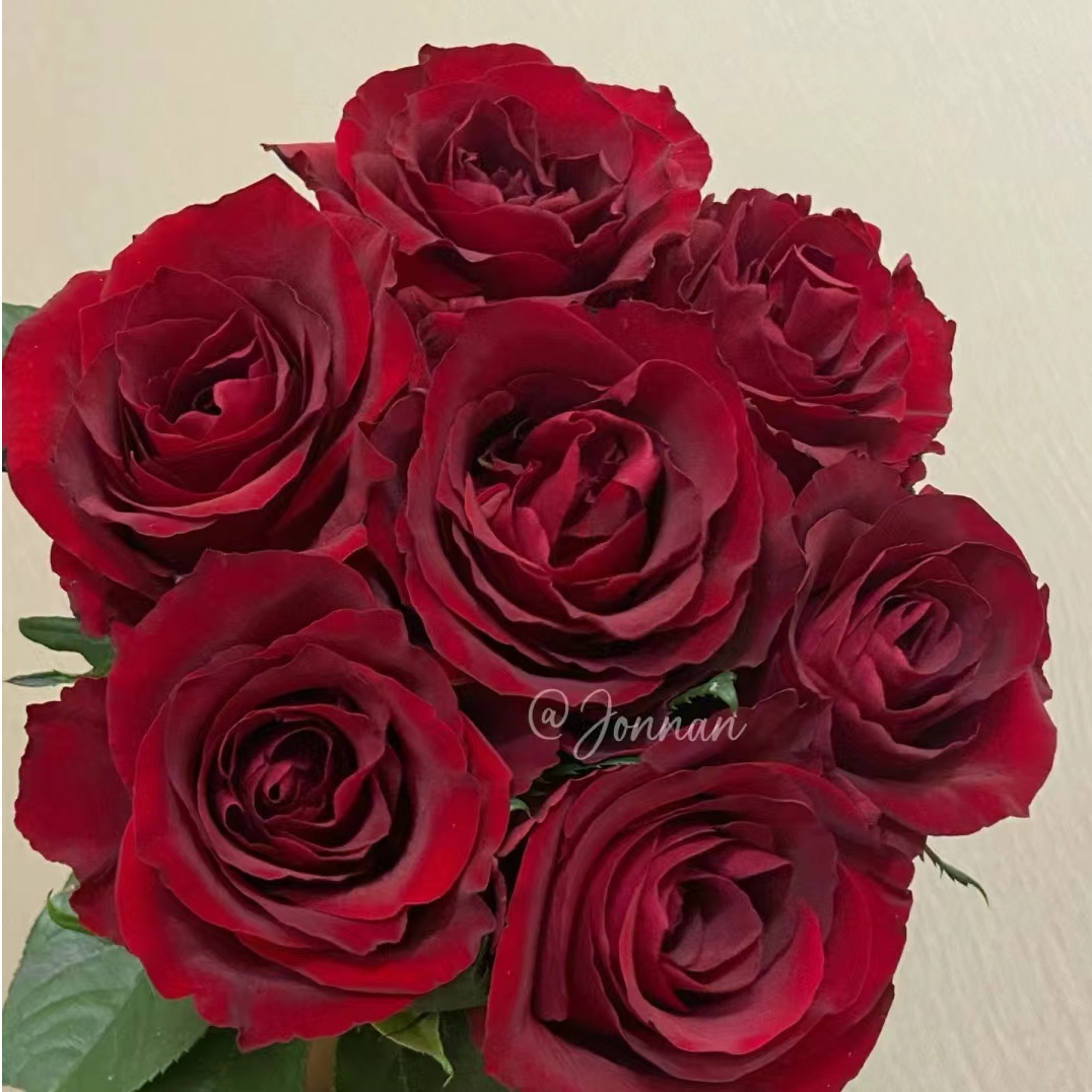 【花相拾】传奇--单头玫瑰复古丝绒质感