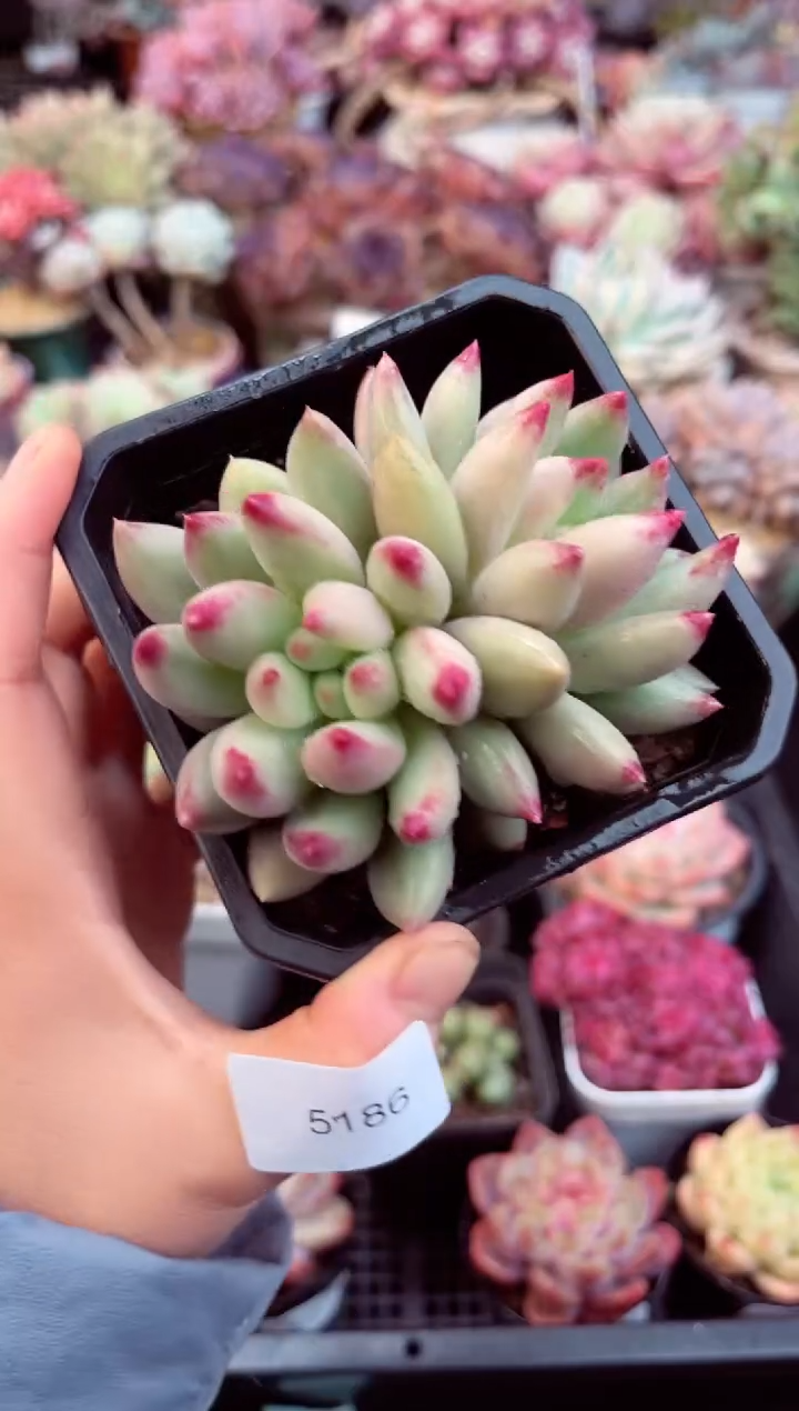 【闪购商品】5186双头颜字多肉