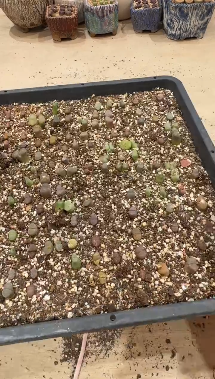 多肉植物肉锥3-34