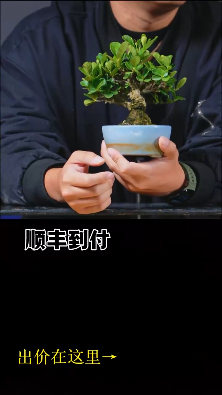 无花朵凯b361达摩栀子bubaoyou
