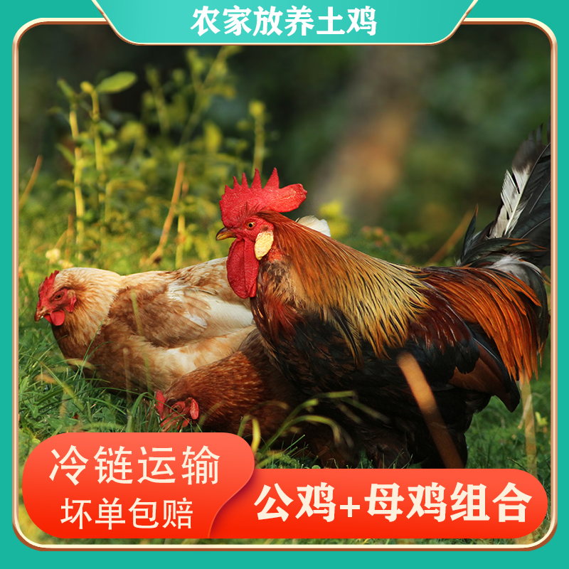 【小戴家】2只黄油老母鸡+赠2只公鸡 到手共四只总净重11斤试吃一只