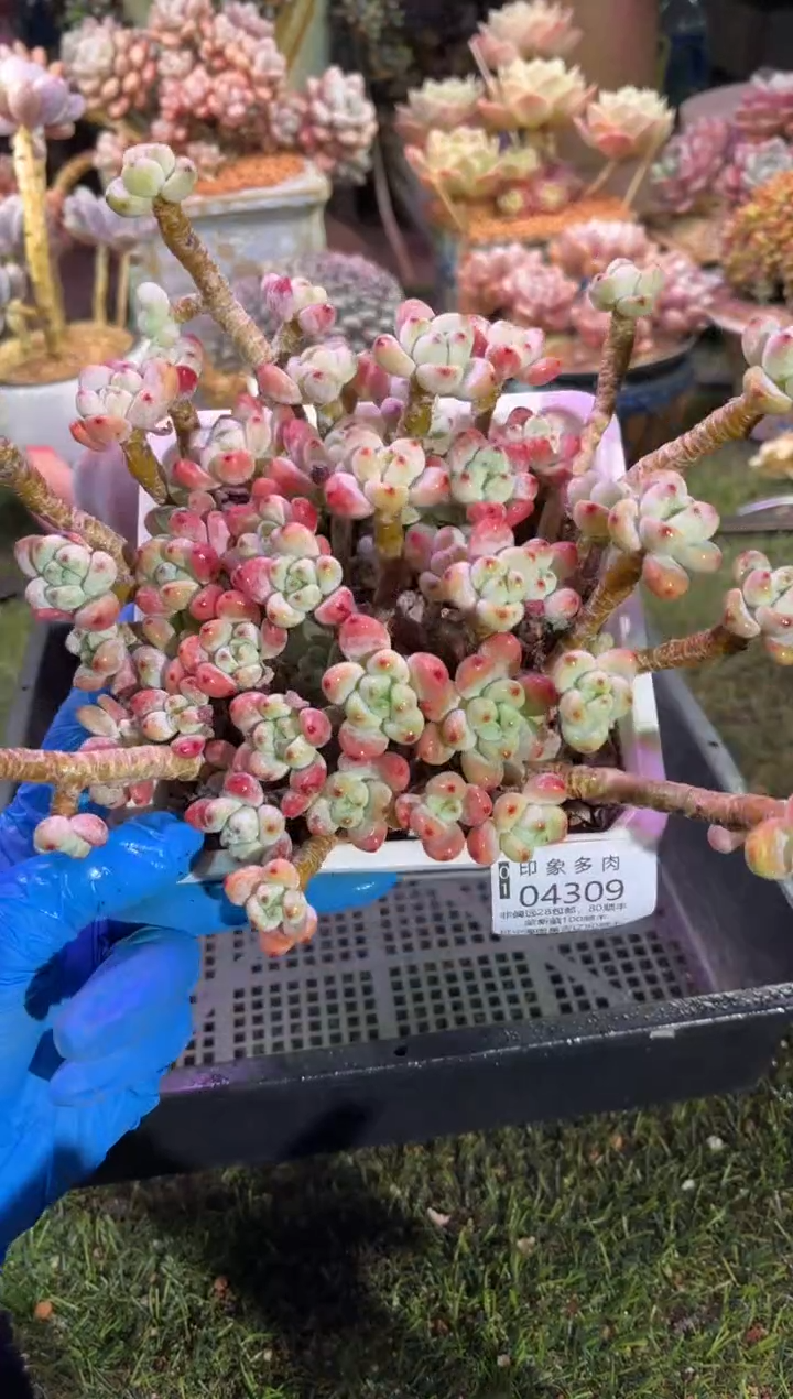 【闪购商品】04309