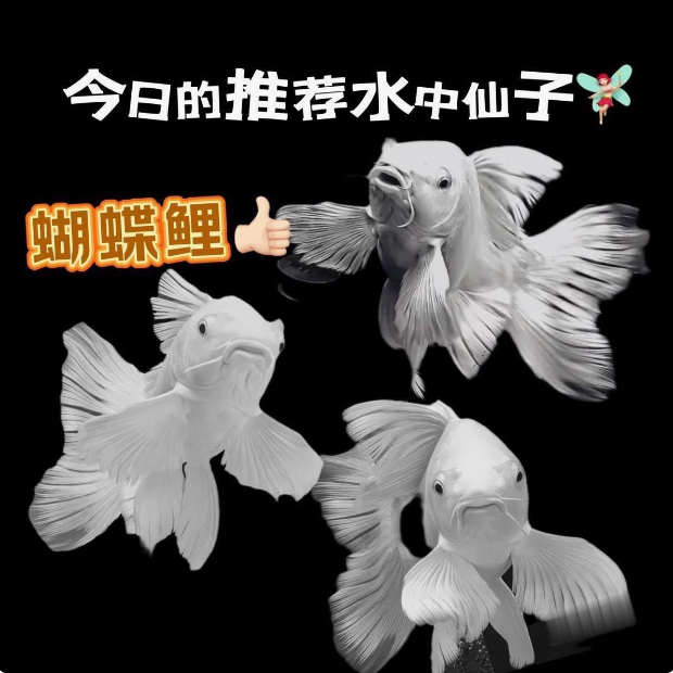 精品蝴蝶鲤鱼台系纯种贵妃体白色普身观赏鱼