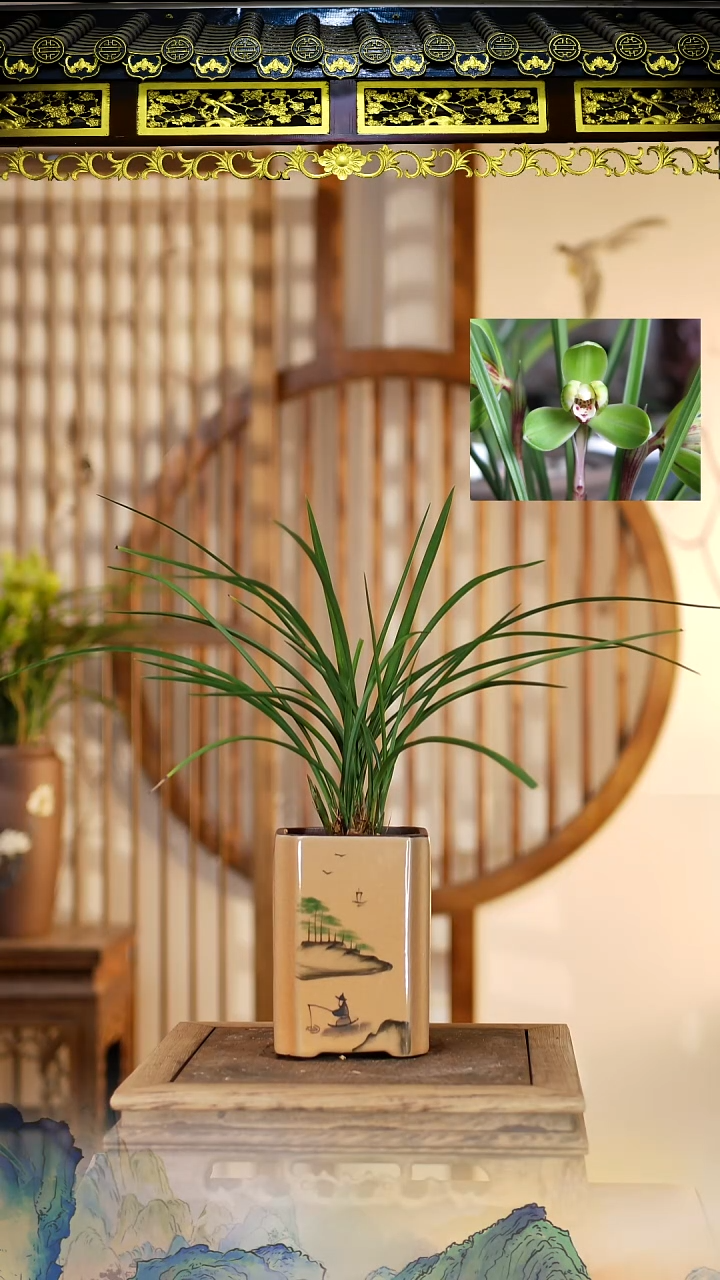 全部花苞瑞梅带花苞带盆