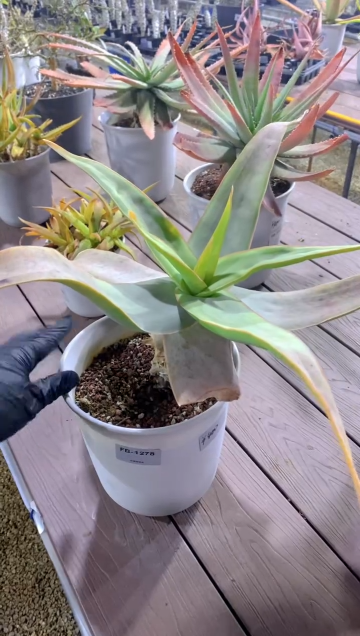 【闪购商品】原生芦荟脱土FB-1278