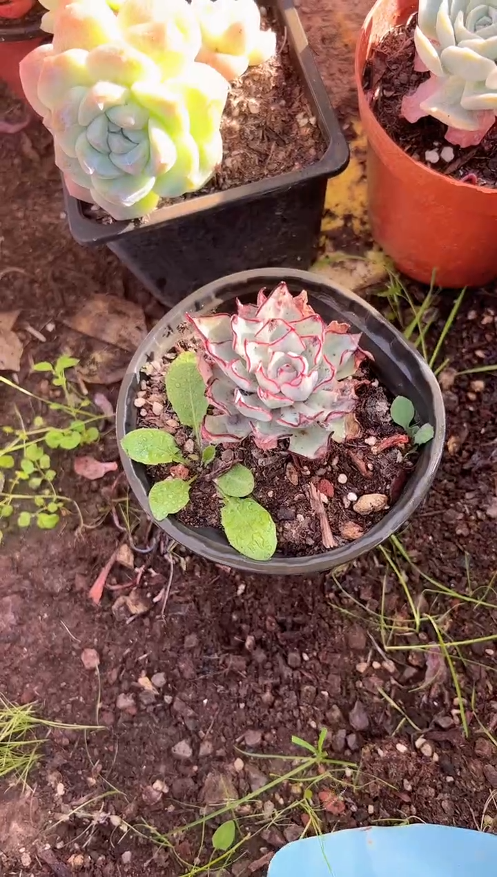 ?****娘多肉植物一物一拍11263