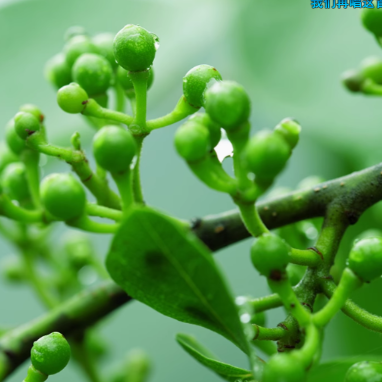 2025保鲜山胡椒深山土特产贵州木江子山胡椒酱新鲜野生木姜子