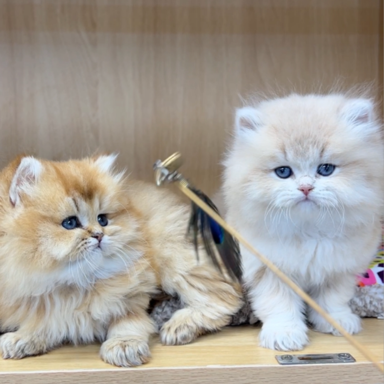 晴天精品宠物猫咪