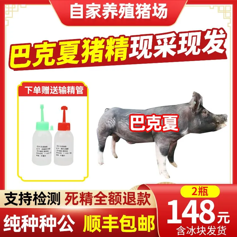包邮包对版太湖种公猪精液生态养殖适用养殖场
