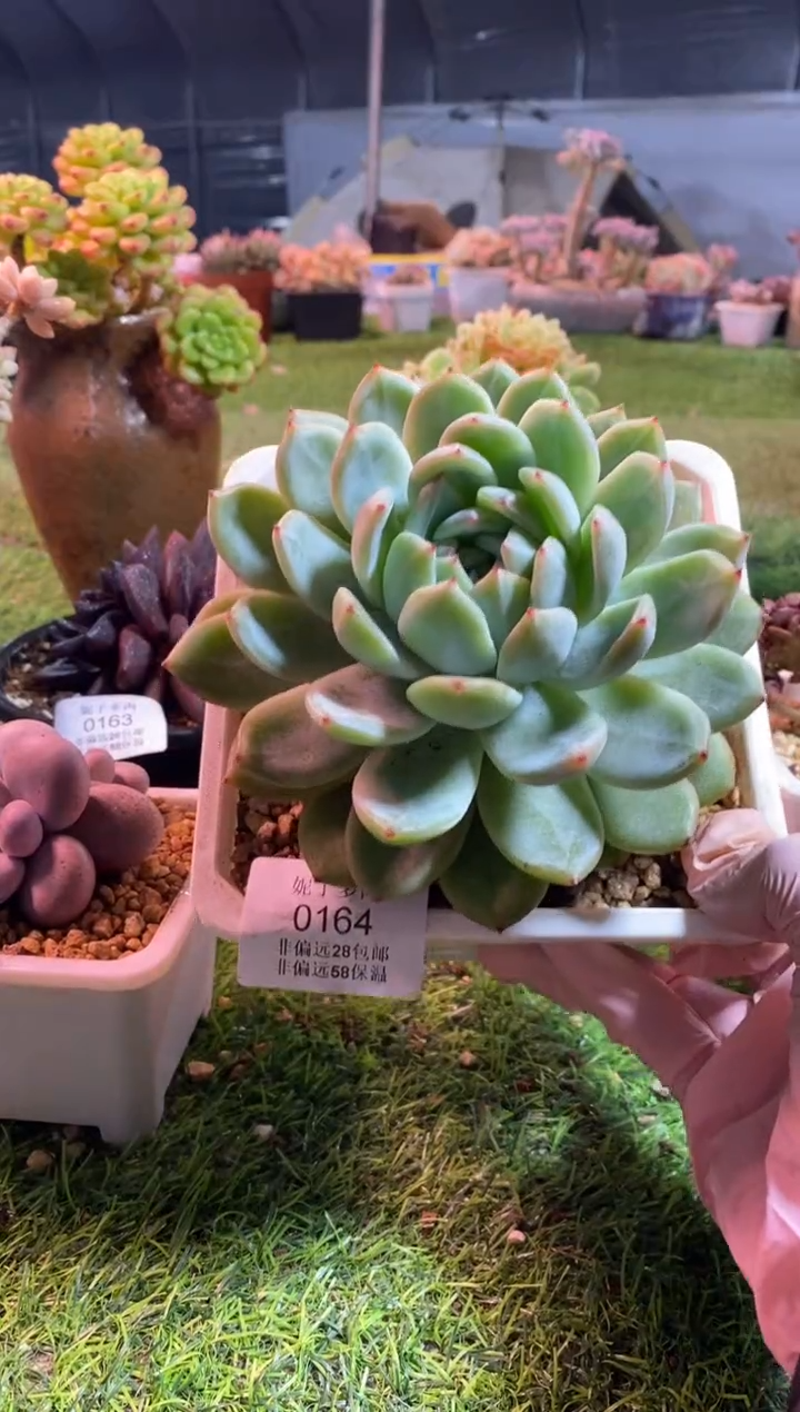 【闪购商品】0164a