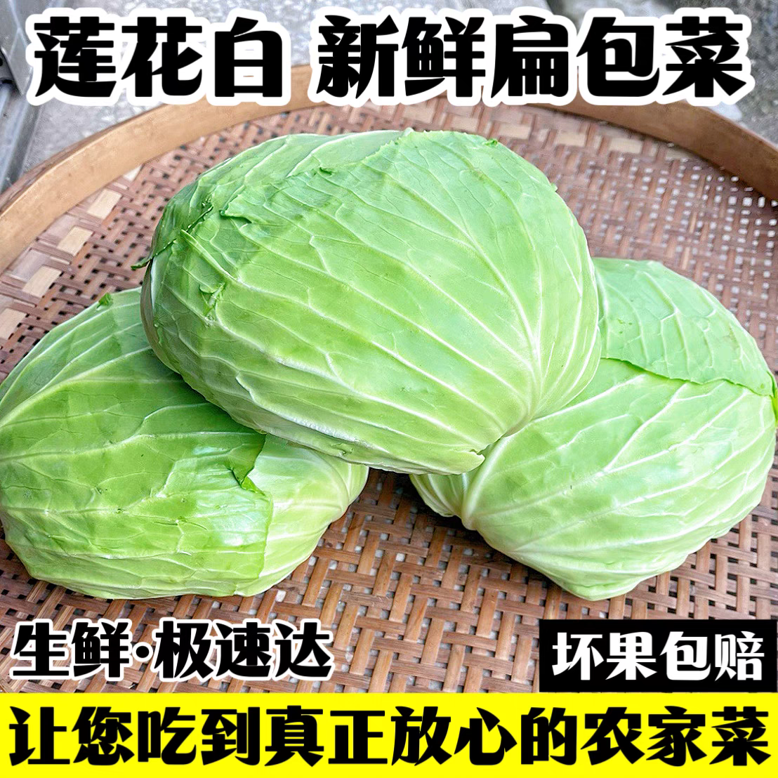 农家自种新鲜包菜甘蓝时令蔬菜现摘现发