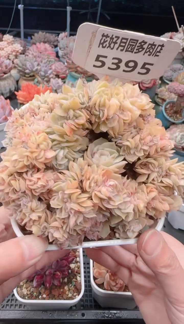 【闪购商品】5395.