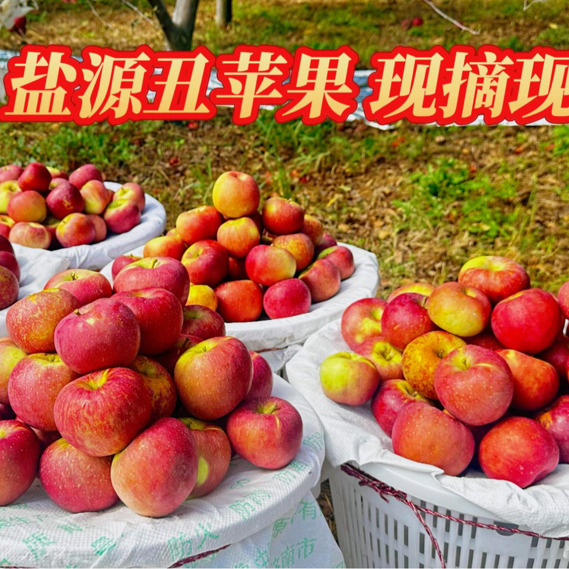 大凉山盐源富士丑苹果四川省