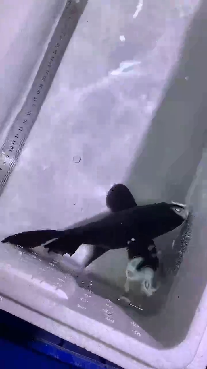 蝴蝶鲤鱼蝴蝶鲤直播选鱼专用链接 凭开箱视频售后