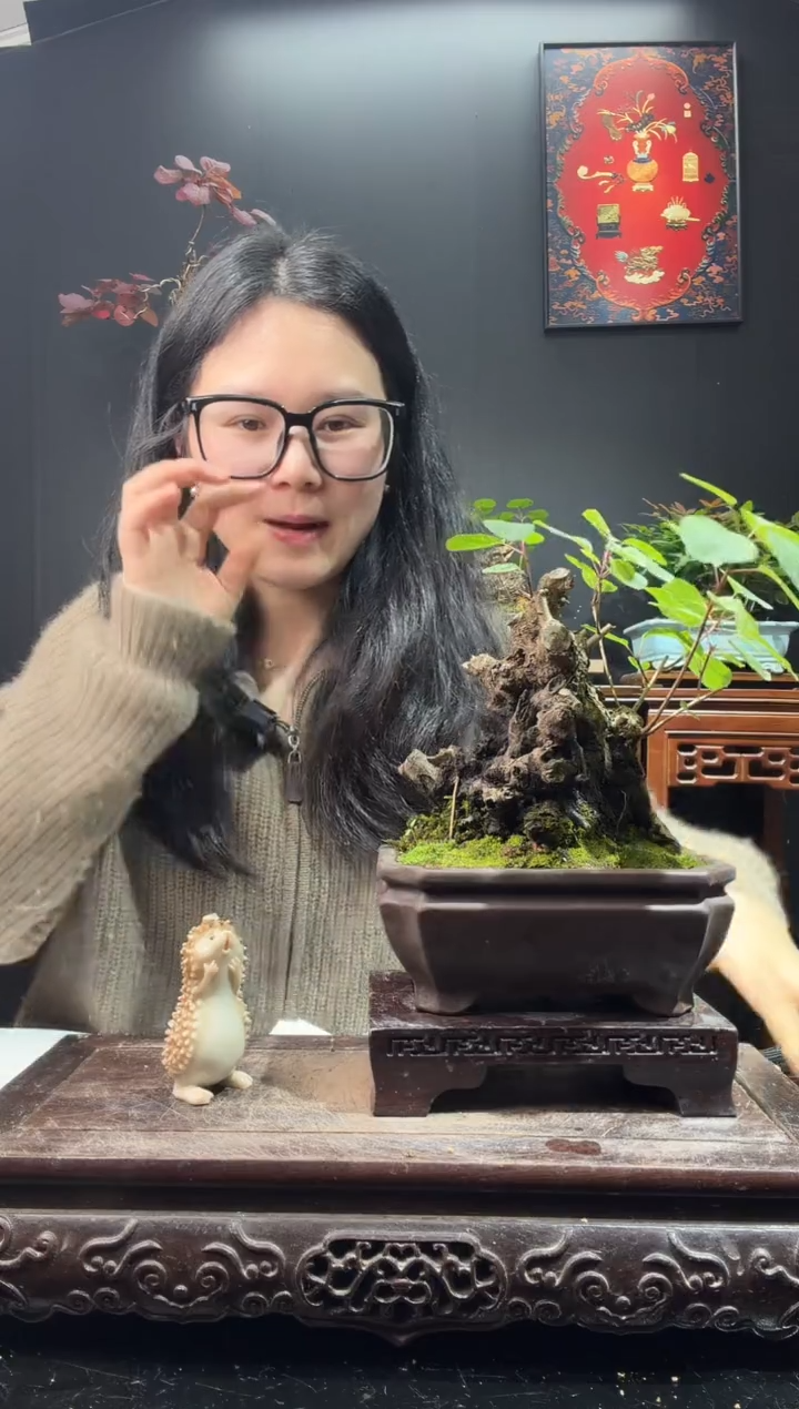 完全开放黄栌000