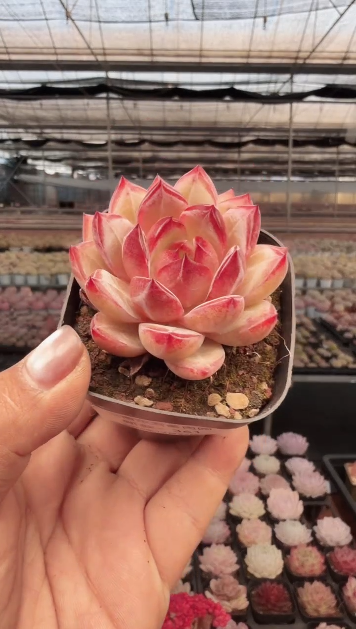 东云多肉园新款-361