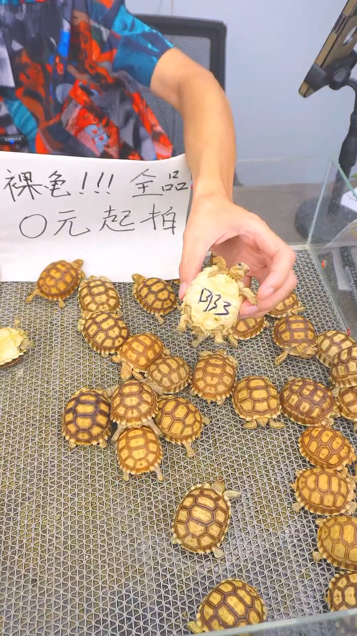 不分公母蛋龟BB3