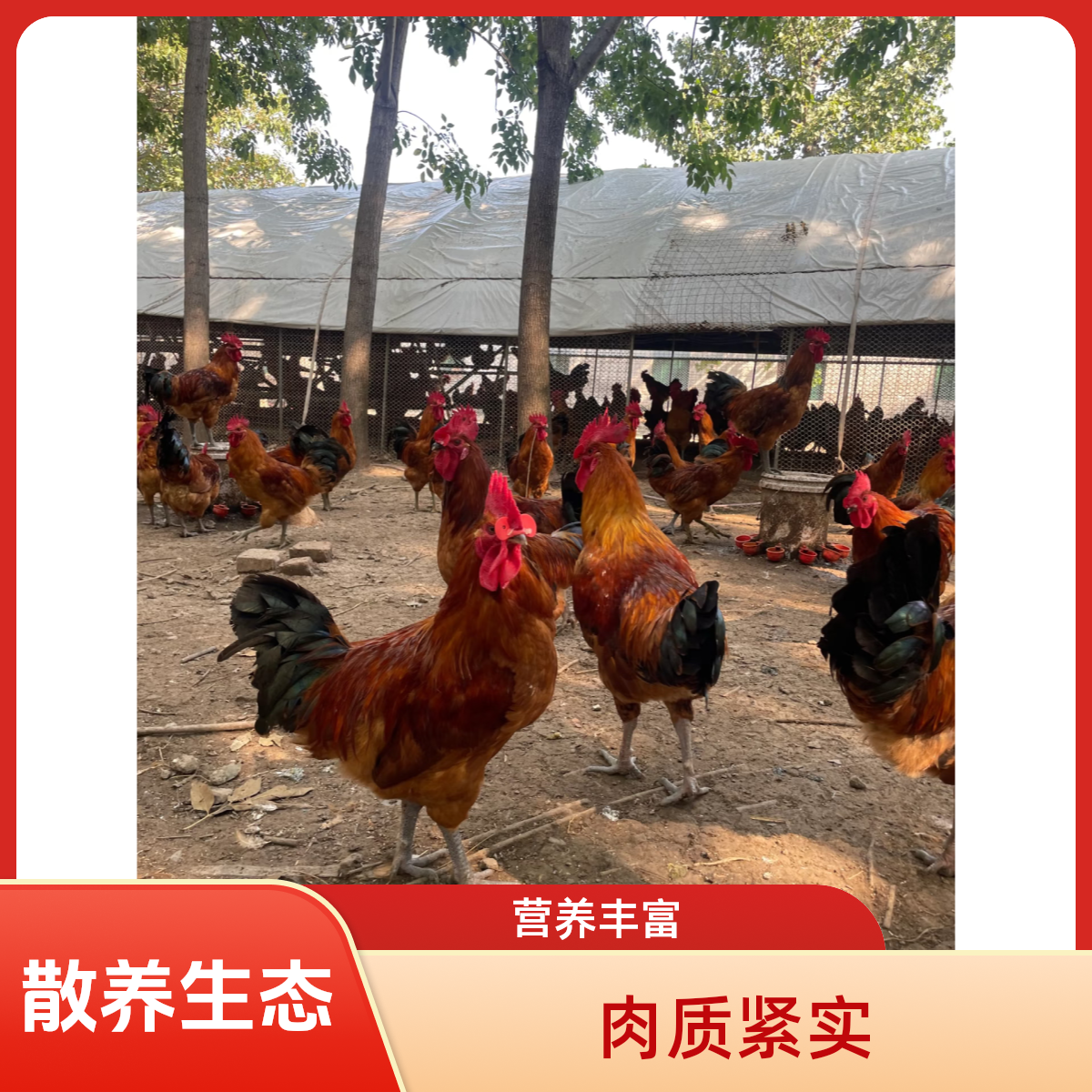 农家散养草鸡一公一母