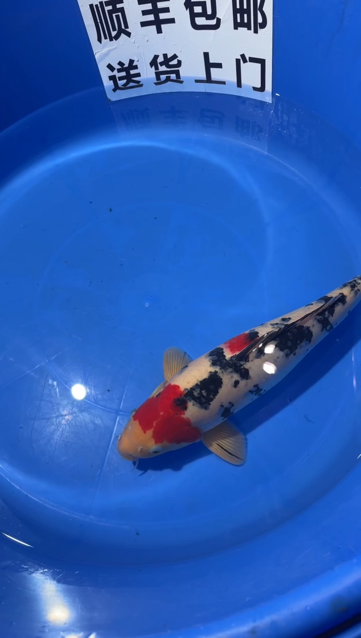 锦鲤精品锦鲤一尾