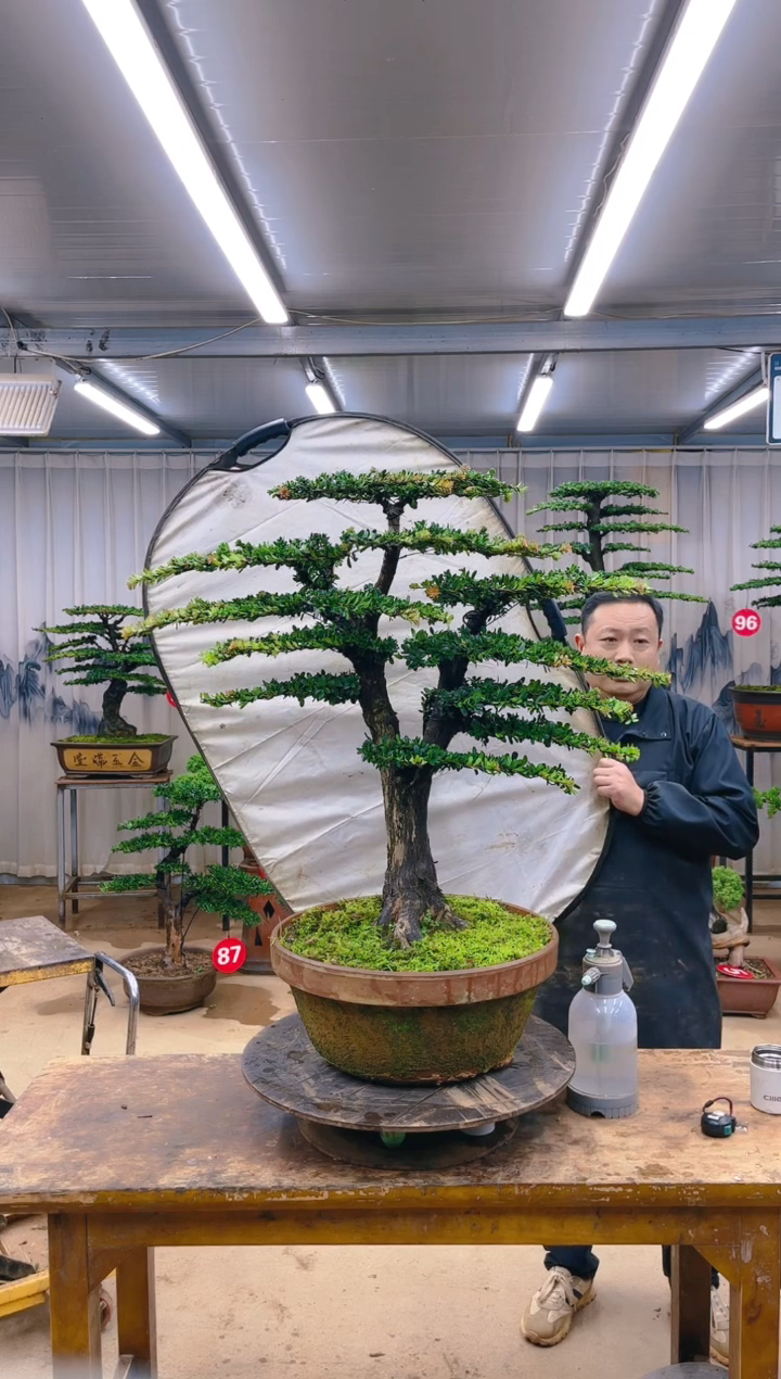 无花朵精品盆景 一物一拍