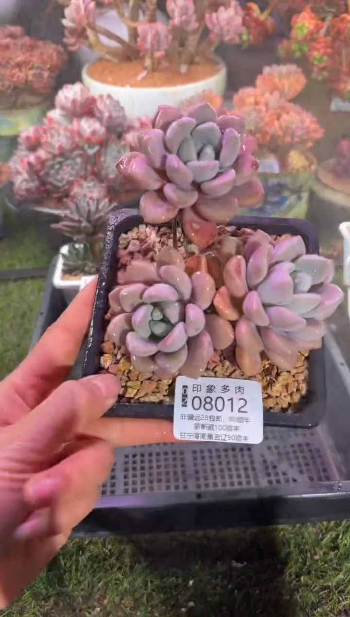 【闪购商品】08012