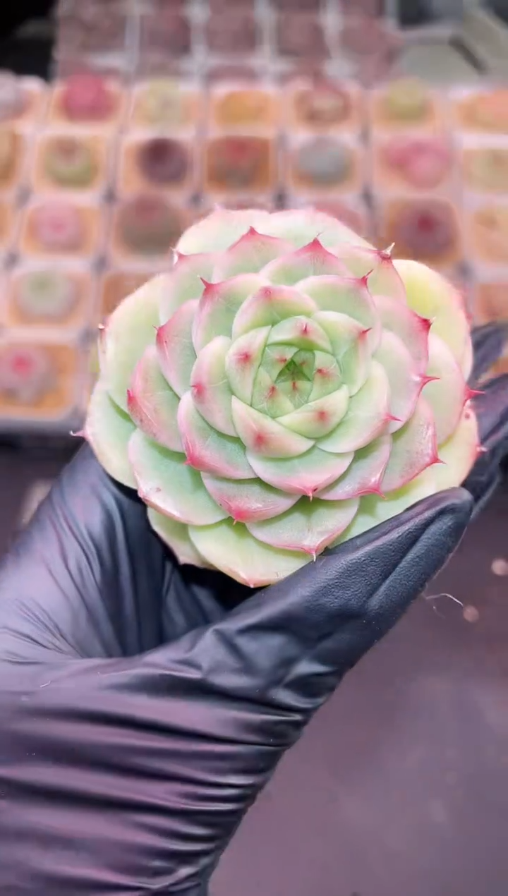 闪购751 知夏多肉一颗  5-5.6厘米