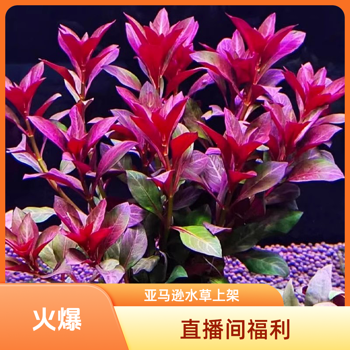 亚马逊直播间福利水下叶水草