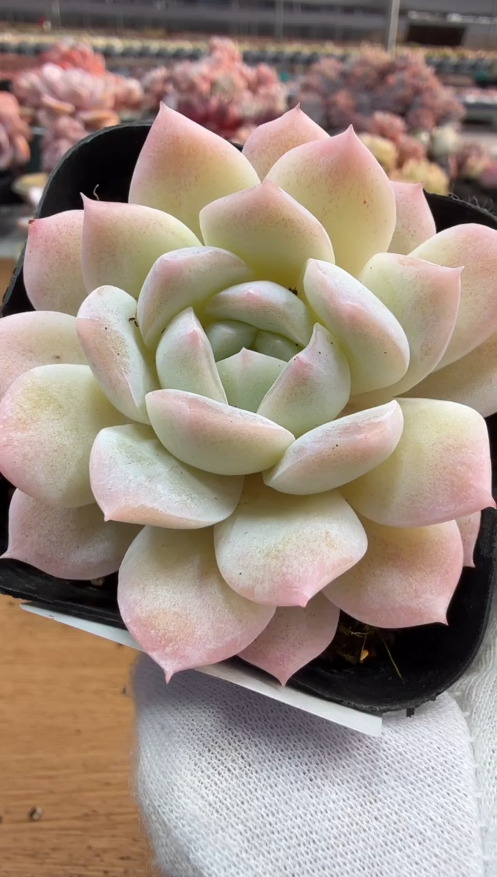 东云多肉园三店-145