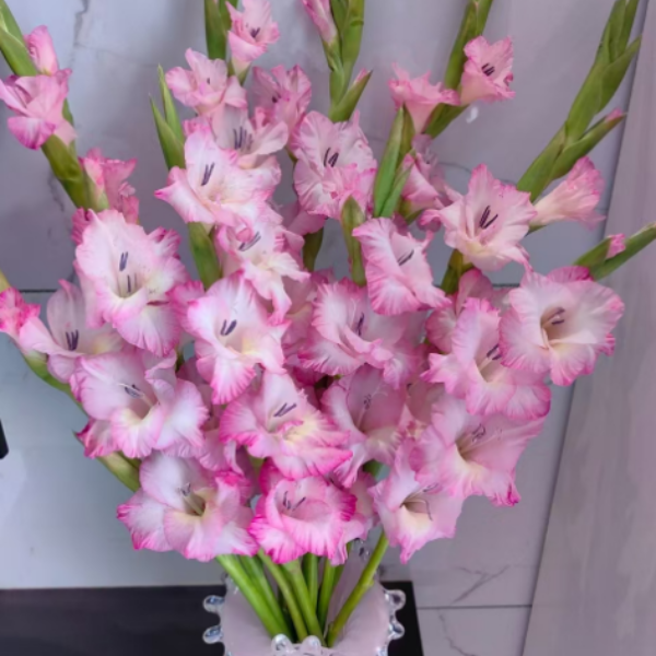 花边粉色剑兰 普西拉 任意两单包邮 鲜花发货后拒收不售后