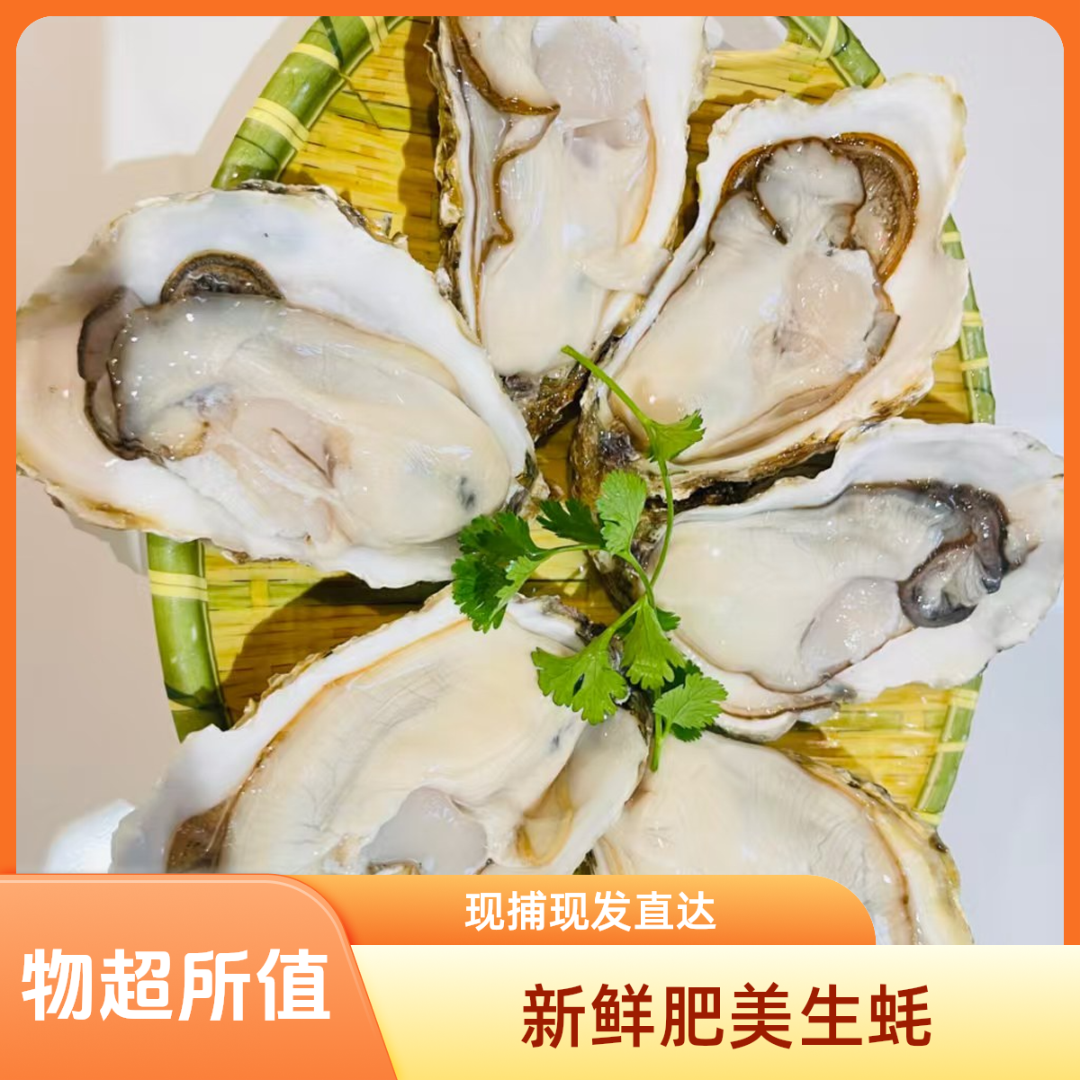 精品乳山生蚝10-20只2-4斤