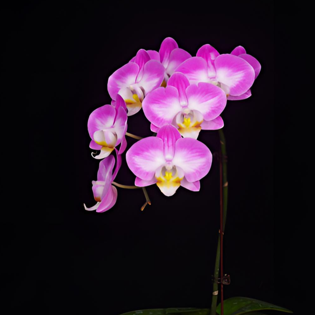 悠花里蝴蝶兰【雪山飞狐2.8寸全花】全花开花株发货