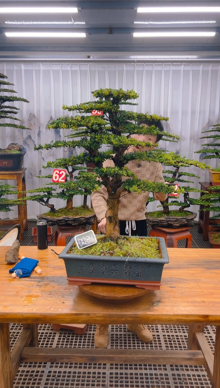 【闪购商品】紫砂精品盆景直播间一物一拍