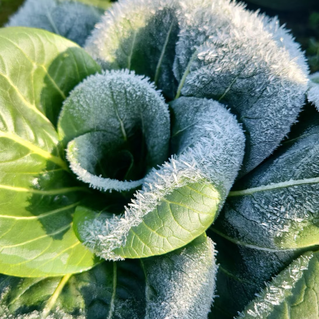 【组合装】落霜矮脚菜 小青菜 农家种植 现采现发 软糯包邮荠菜霜冻青菜