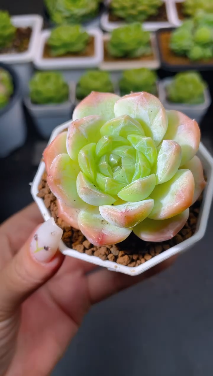 066胧月量拍发一颗